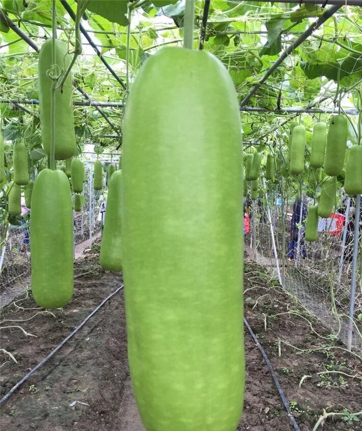Calabash Bottle Gourd Seeds – Pack of 15+ – Chinese Pugua, Nam Tao Yao Lauki, Opo Vegetable – Lagenaria siceraria, Vining Annual