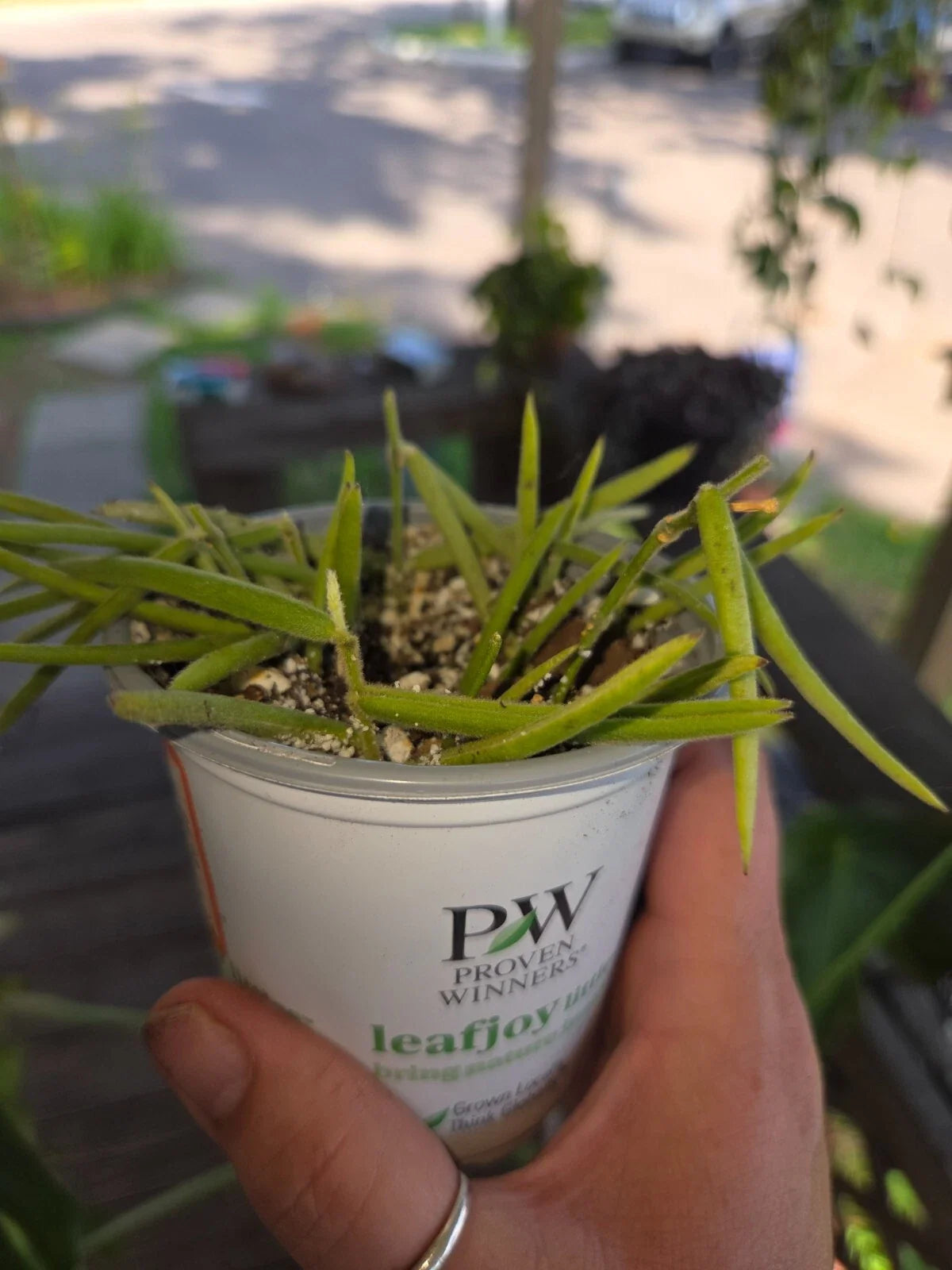 Hoya Linearis Starter Plant – Trailing Vine in 4-Inch Pot – Unique Narrow Leaves – Indoor Houseplant – Hoya Species