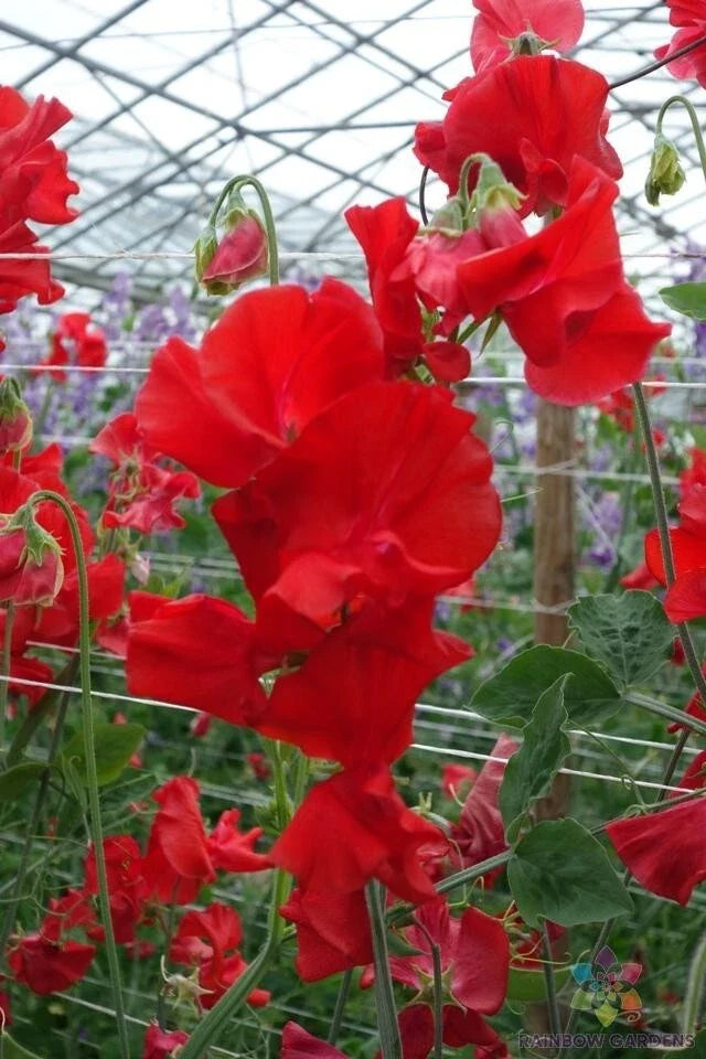 Harrogate Gem Sweet Pea Seeds – 50+ Pack, Fragrant Climbing Vines, Lathyrus odoratus, Garden Planting, USA