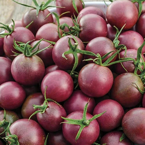 Black Cherry Tomato Seeds - Heirloom Non-GMO, Juicy Dark Red Fruit, Solanum lycopersicum, for Home Garden & Container Growing