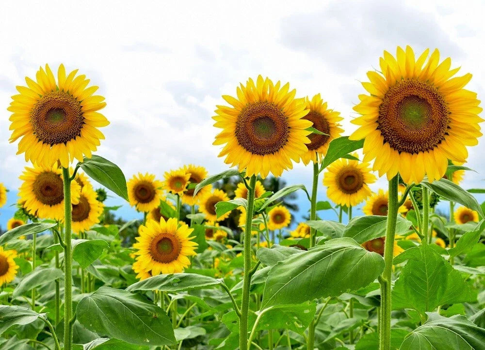 Giant Sunflower Seeds 1LB Heirloom Non-GMO High Germination Helianthus annuus