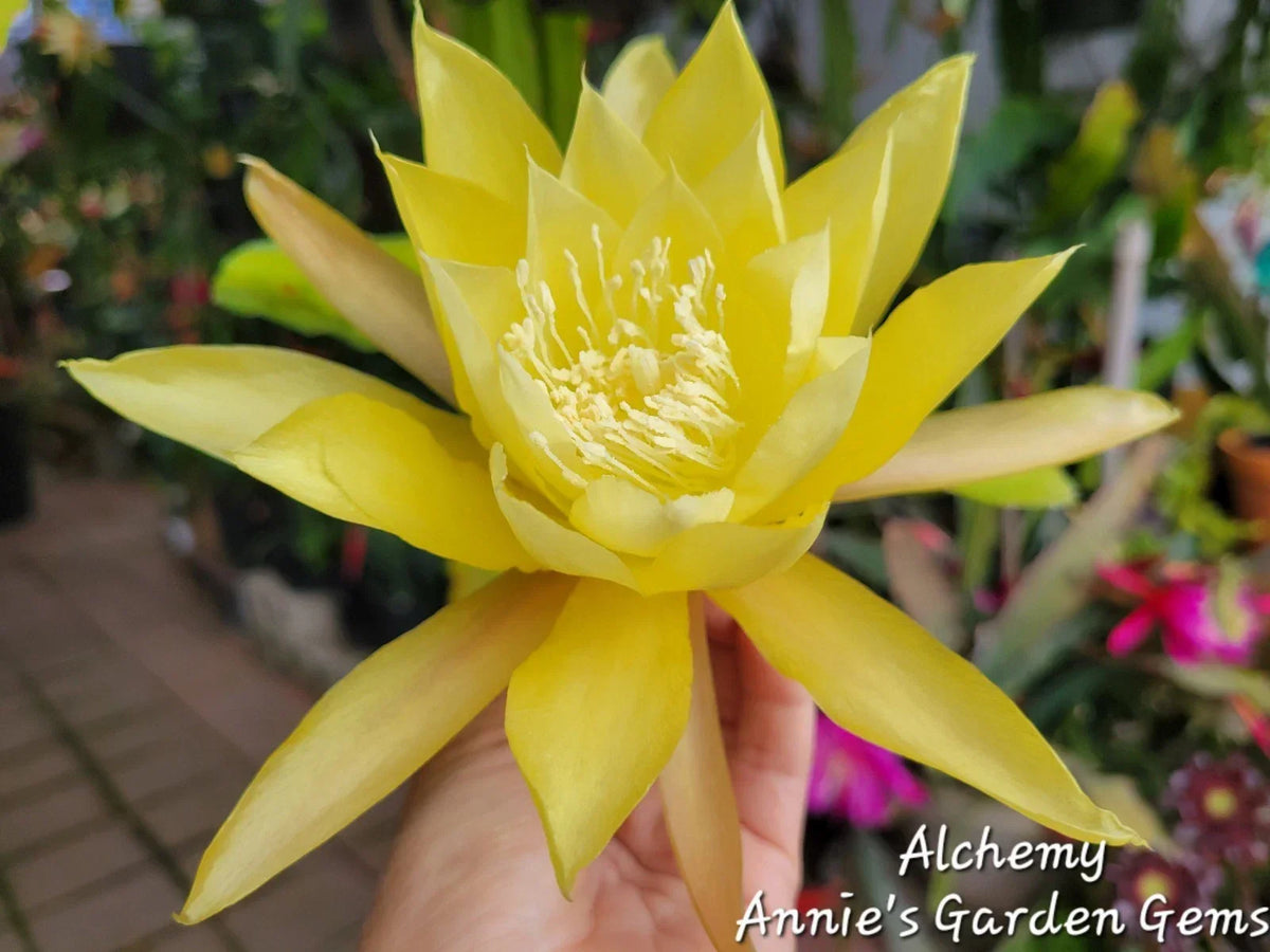 Epiphyllum Alchemy Unrooted Cuttings 8-10 inches - Epiphyllum spp. for Propagation