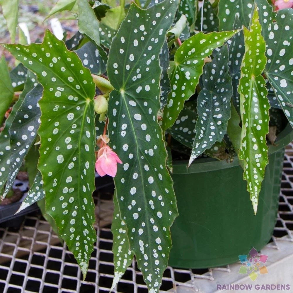 My Special Angel Begonia Seeds - 25+ Pack, Vibrant Blooms, Indoor & Outdoor Gardening, Begonia spp.