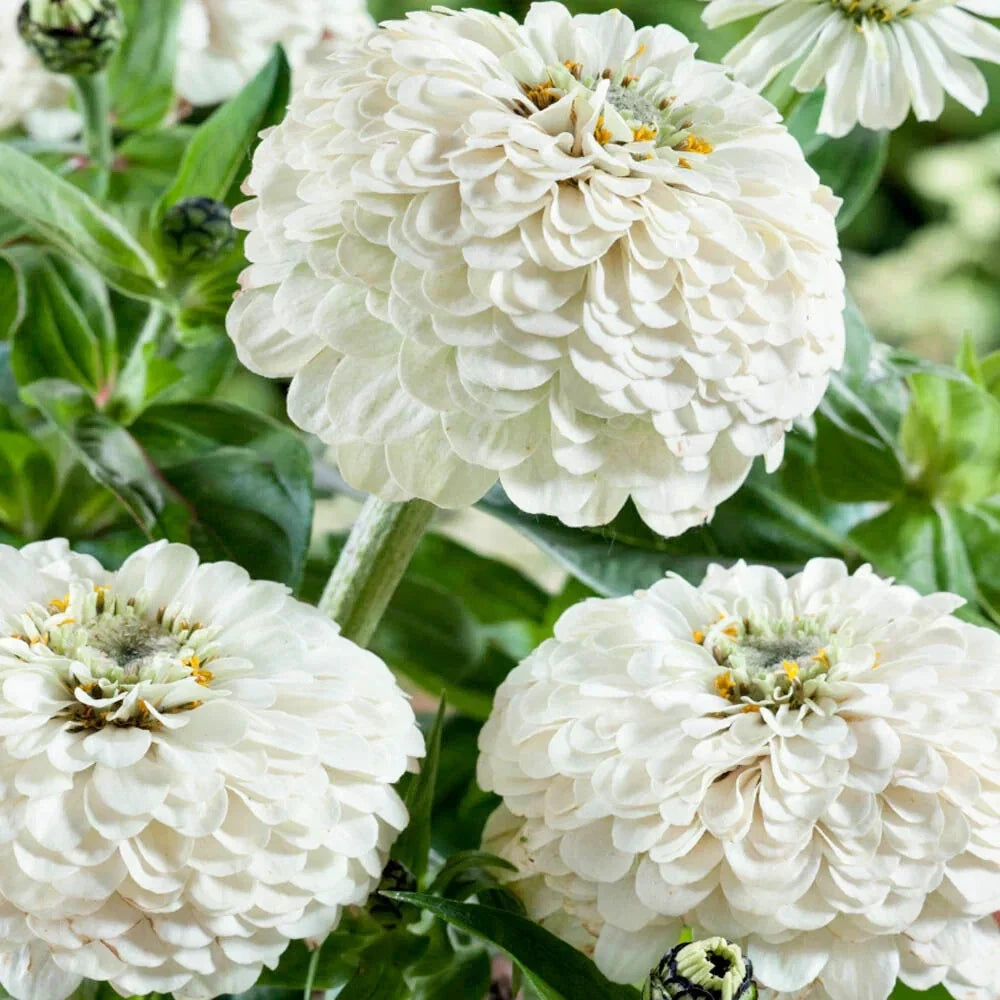 Oklahoma White Zinnia Seeds - 100+ Pack, Zinnia elegans, White Flowers, Annual Garden Seeds for Borders & Containers