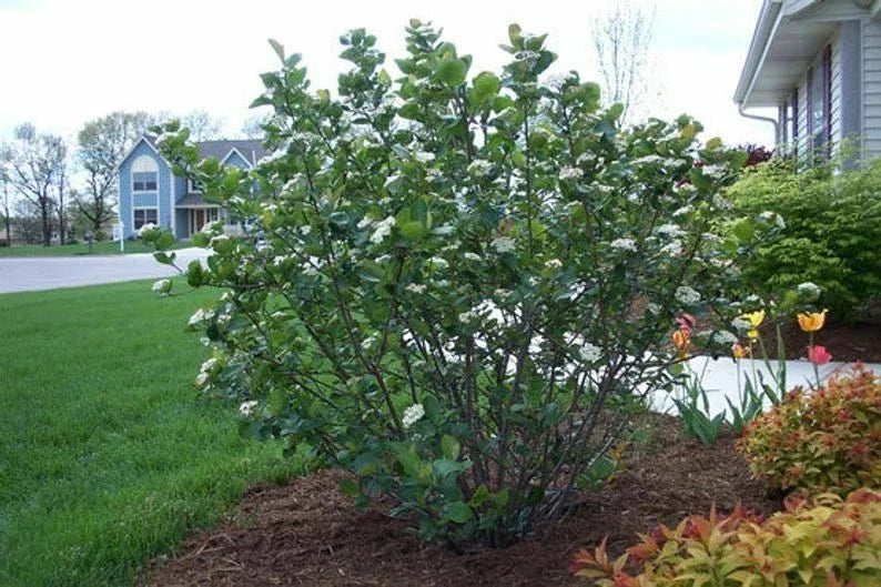 Black Chokeberry Shrubs Set of 2 | Bare Root 16+ Inches | Aronia melanocarpa | Hardy Zones 5-9