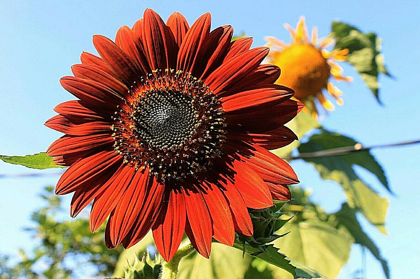 Velvet Queen Tall Sunflower Seeds - 100+ Non-GMO Heirloom Red & Orange Flowers