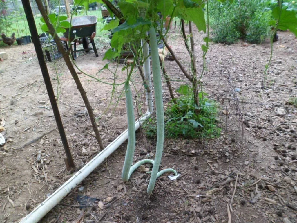 Long Snake Gourd Seeds 10 Pack, Chichinda Variety, Grow 8-10 Feet, Cucurbita ficifolia, Vining Vegetable Seeds