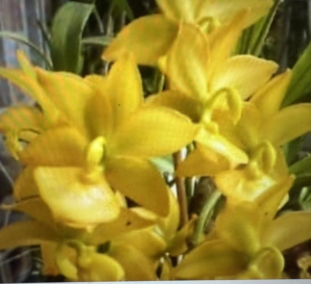 Bare Root Orchid Plant – Cycnoches ventricosum Small Bulb for Indoor & Outdoor Gardening