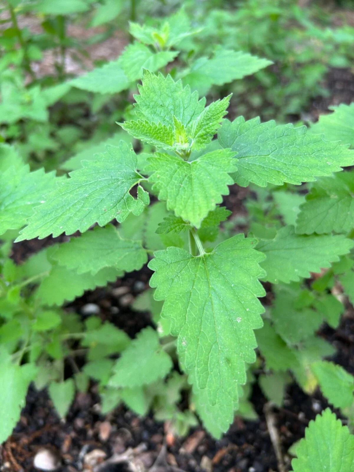Organic Catnip Plants - 3 Established Nepeta Cataria Perennials, Pesticide-Free, Rooted Transplants