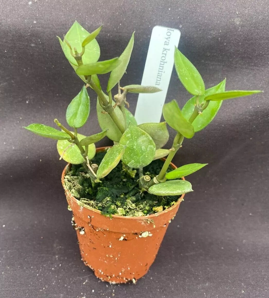 Hoya krohniana Plants – 2" Pot, Two+ Rooted Indoor Houseplant, Rare Wax Vine, Heart-Shaped Leaves