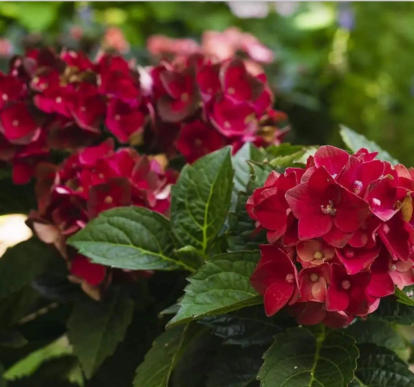 Heart Throb Hydrangea Starter Plant - Blood Red Blooms - Hydrangea macrophylla - 4-inch pot