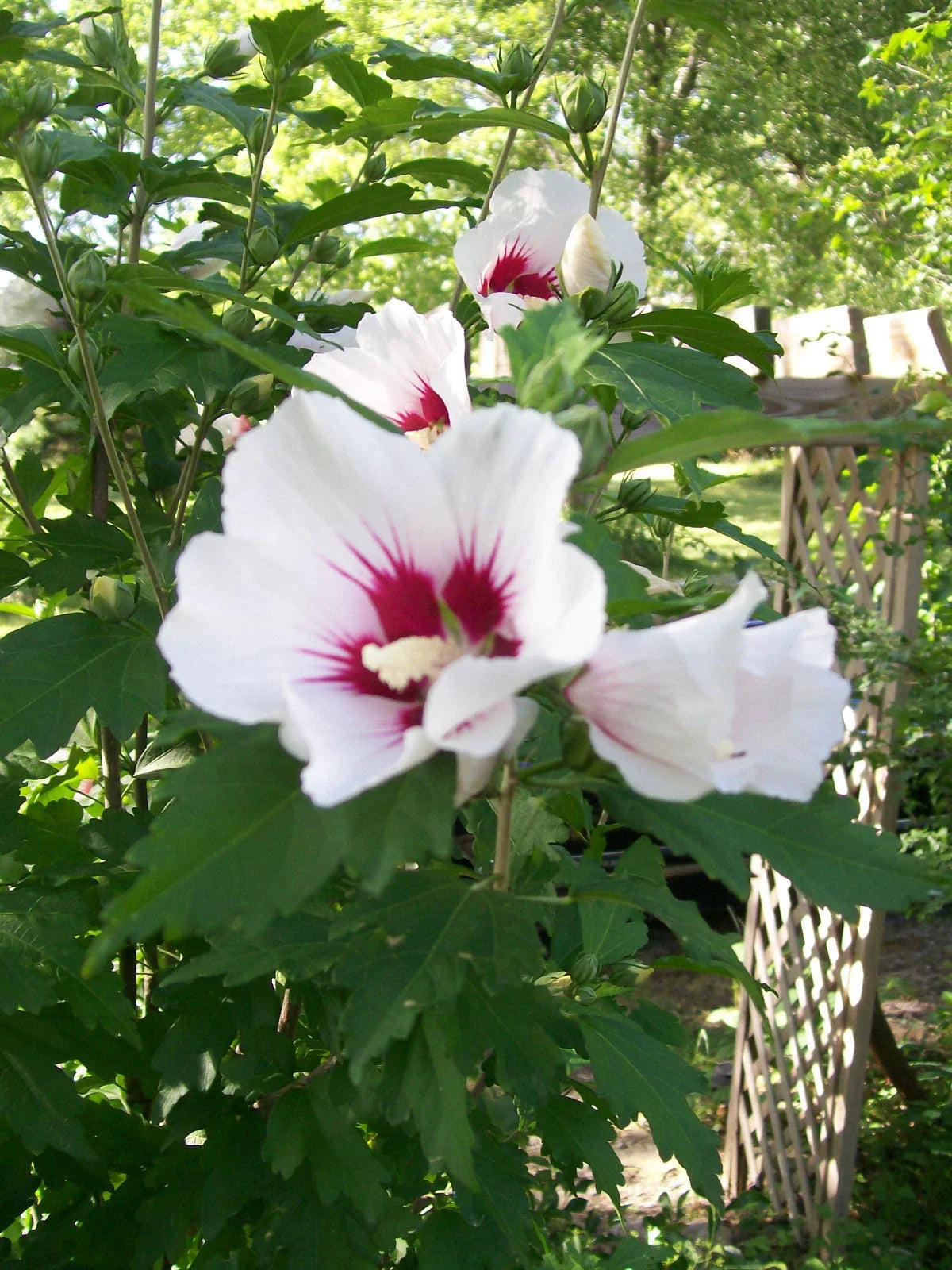 Rose of Sharon Plant - 24-36 Inches Mixed Colors Hibiscus syriacus, Hardy Zones 5-9, Freshly Dug Roots