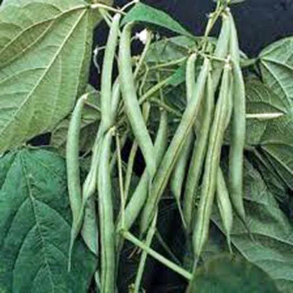 Blue Lake Bush Green Bean Seeds – Heirloom Phaseolus vulgaris, Tasty, High Yield, Organic, 20+ Seeds, Compact Growth, Full Sun