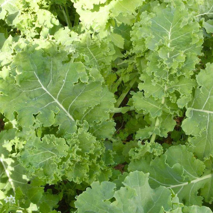 Siberian Dwarf Kale Seeds NON-GMO Winter Hardy Brassica napus