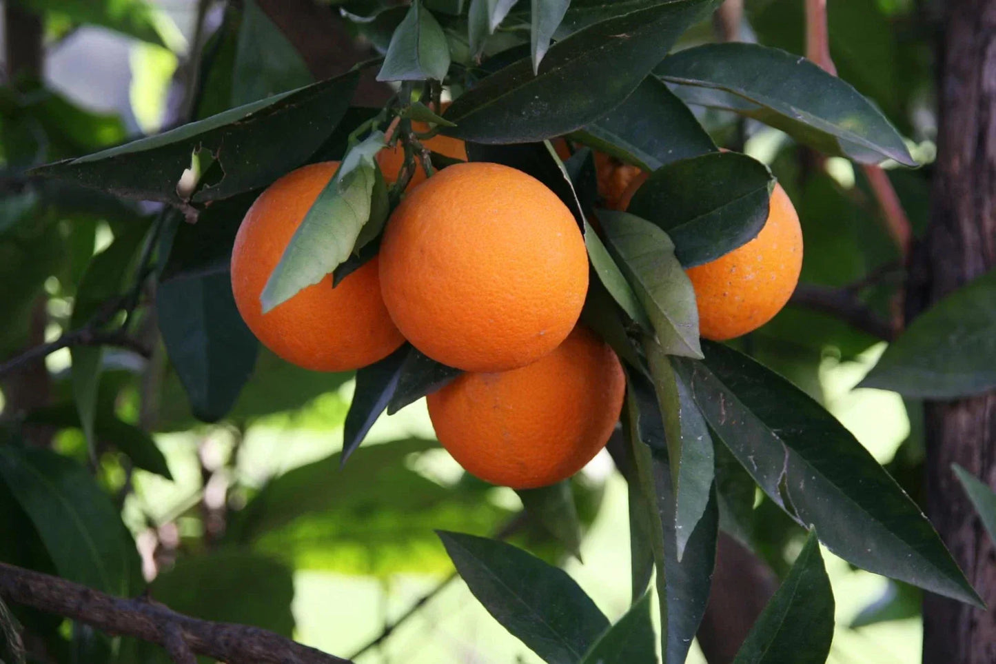 Hardy Orange Bonsai Tree Seeds - 10 Pack - Cold Tolerant Citrus Seeds