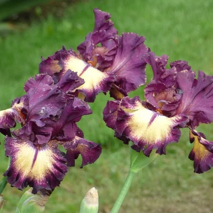 Iris Rhizome - Blood Moon Variety - Deep Red Flowers with Yellow Accents - Iris Germanica Perennial Plant