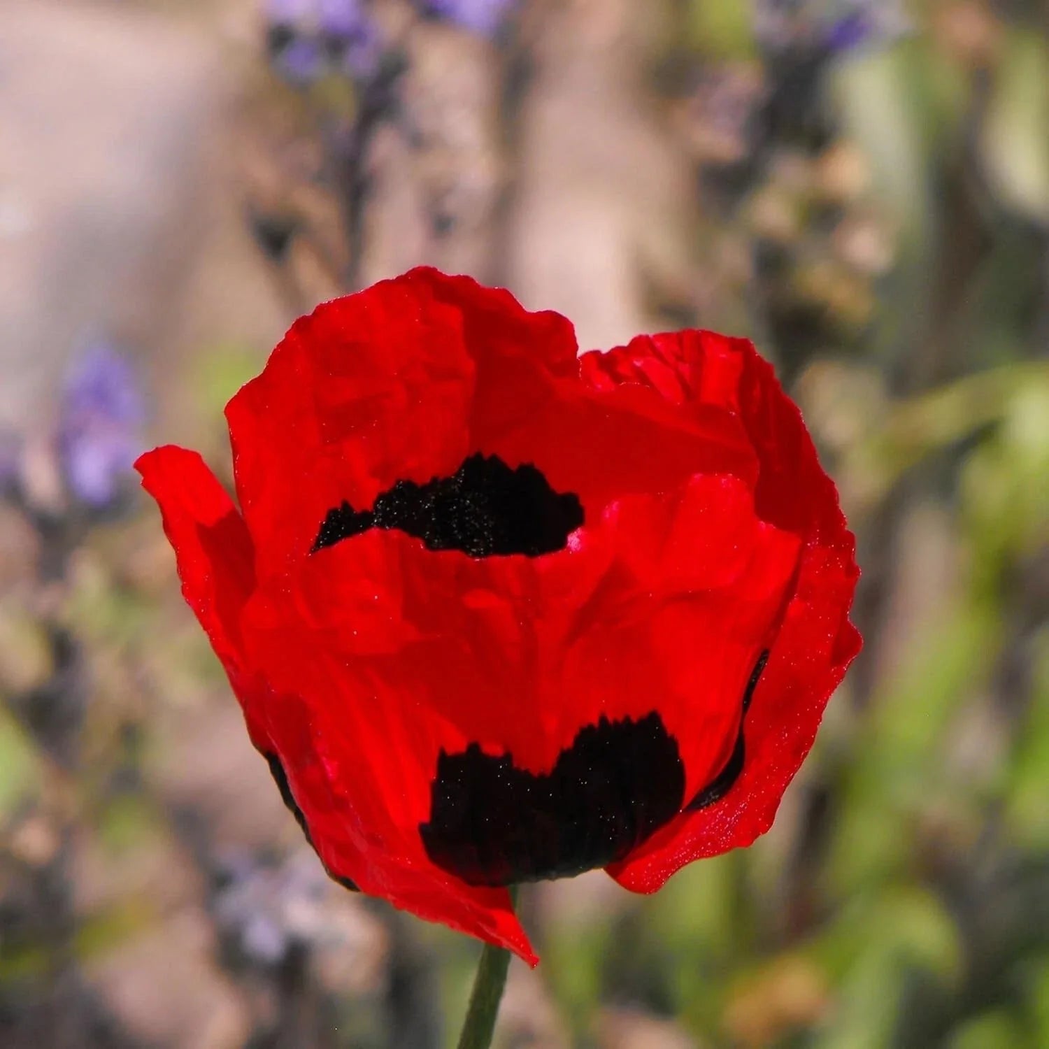 Poppy Flower Seeds - Turkish Tulip Variety, Papaver glaucum, 50 Count