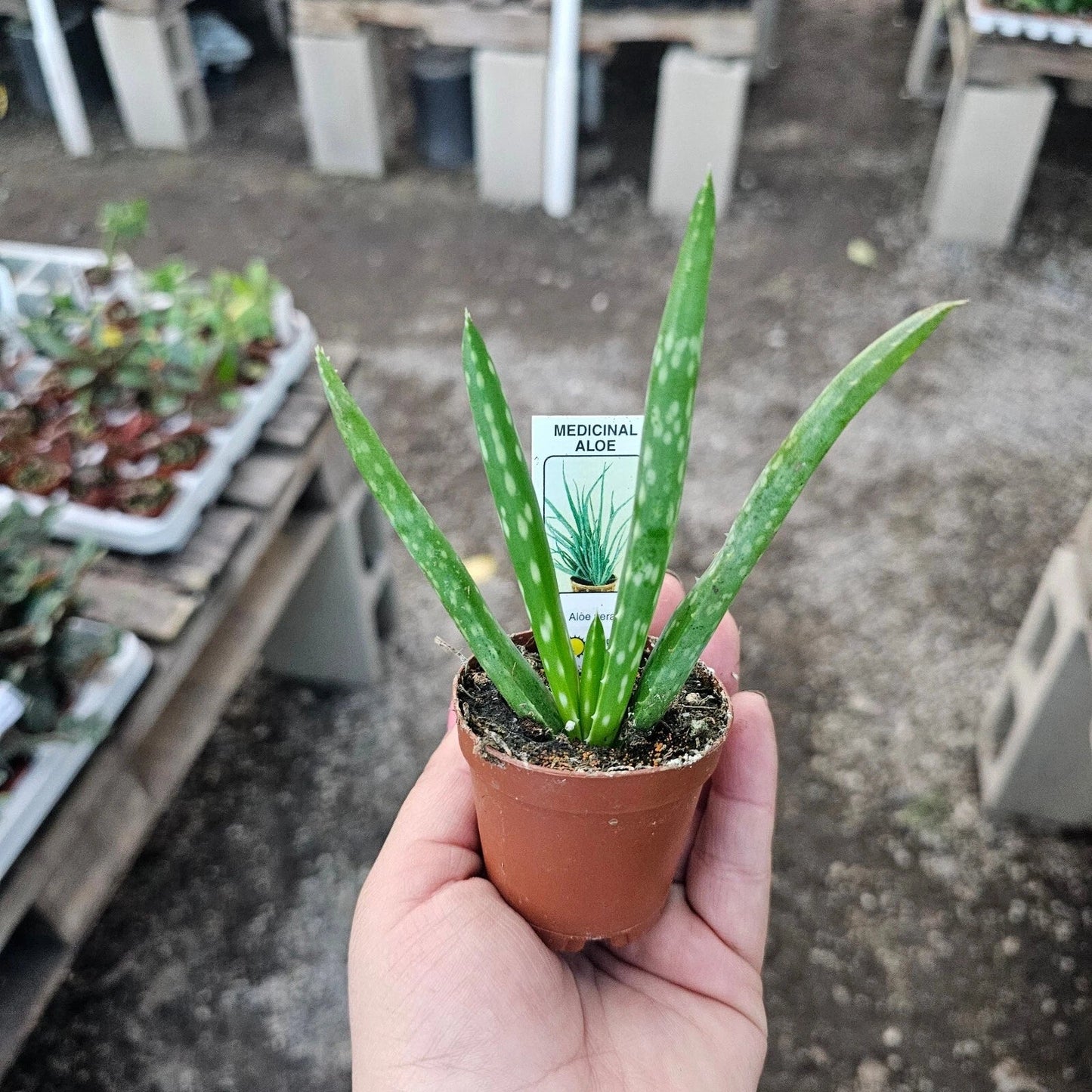 Aloe Vera Live Plant 2in Succulent Aloe Barbadensis Easy to Grow Indoor Plant