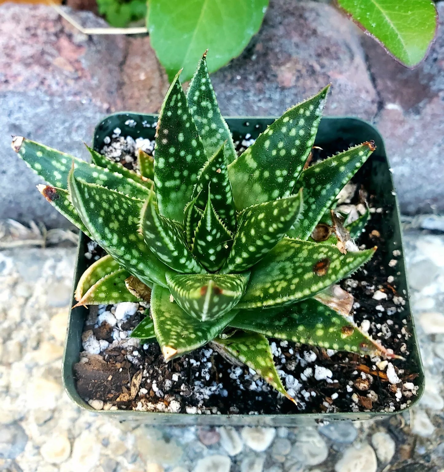 Rare Gasteraloe 'Spotty' 4" Potted Plant - Gasteria x Aloe Hybrid Succulent