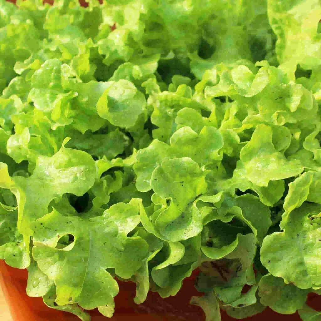 Crunchy Leaf Lettuce Seeds - 100 Pack for Indoor Growing | Lactuca sativa