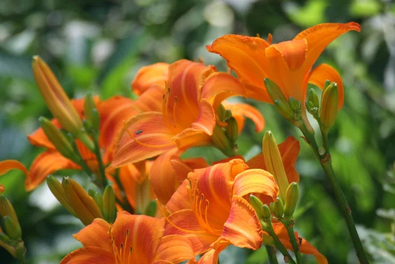 Orange Day Lily Bare Root Plants - 'Tawny Ditch Lily' - Hardy Perennial for Pond & Bog - Hemerocallis fulva