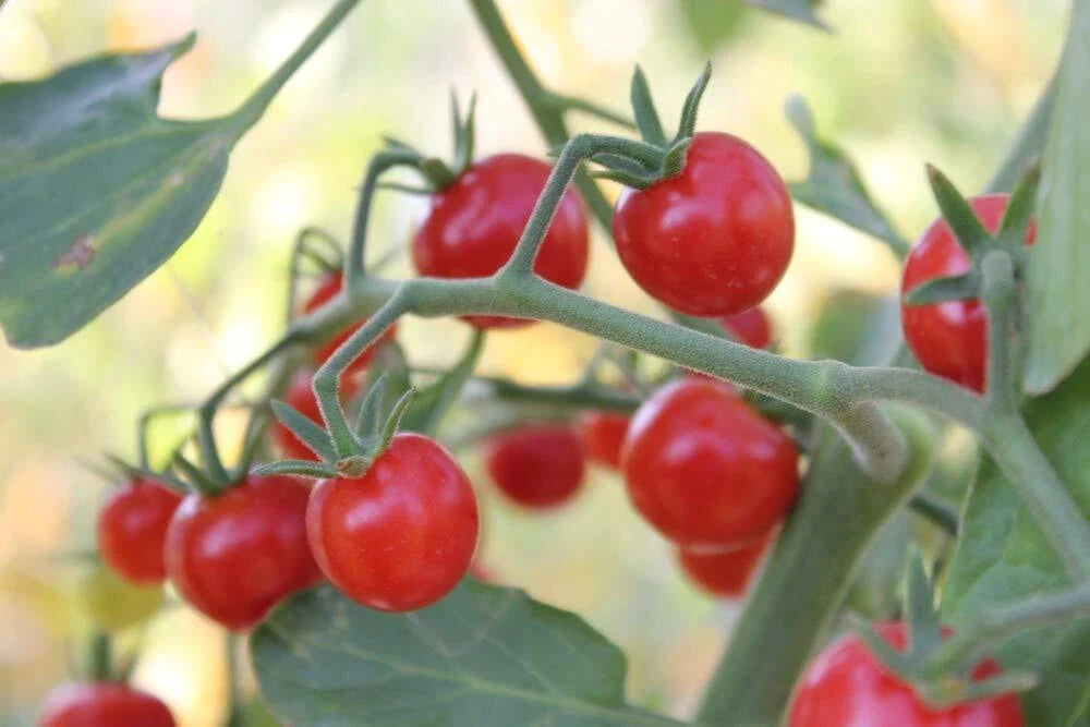 Super Sweet 100 Cherry Tomato Seeds - Heirloom Solanum lycopersicum - 100+ Seeds for Home Gardening
