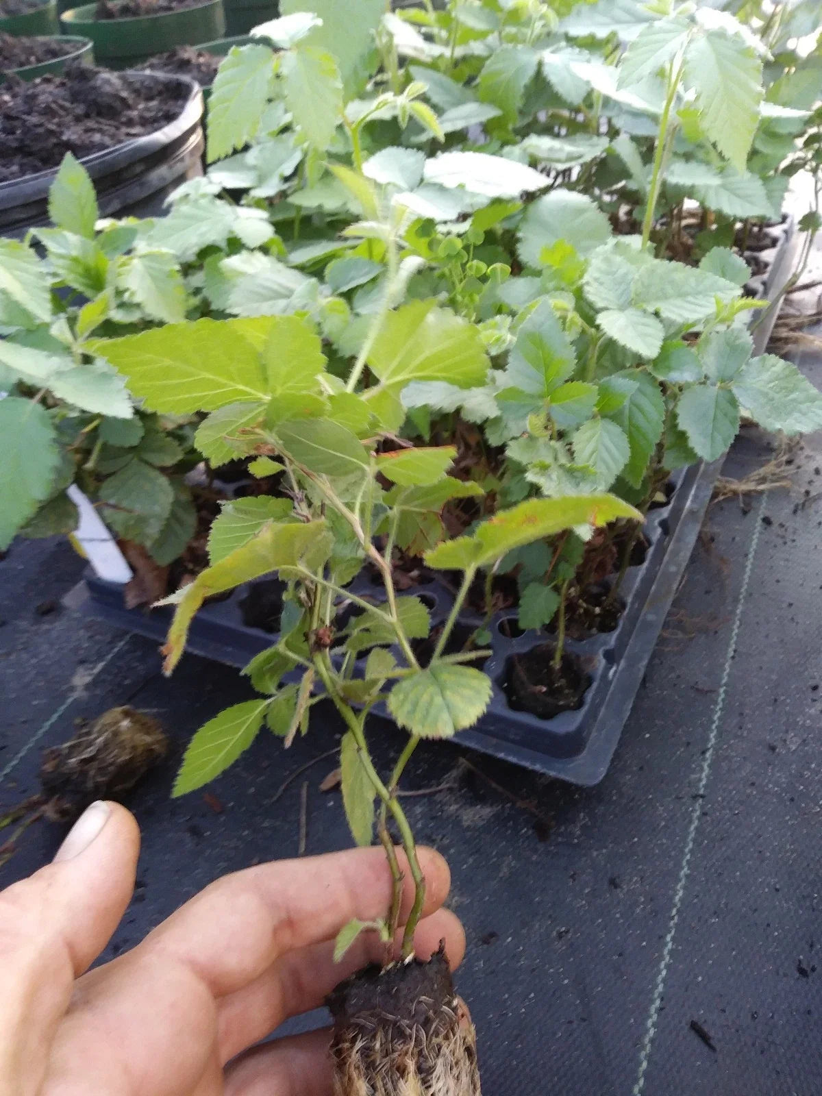 Nachez Thornless Blackberry Plant - Non-GMO Edible Rubus fruticosus 'Nachez' Starter Plant