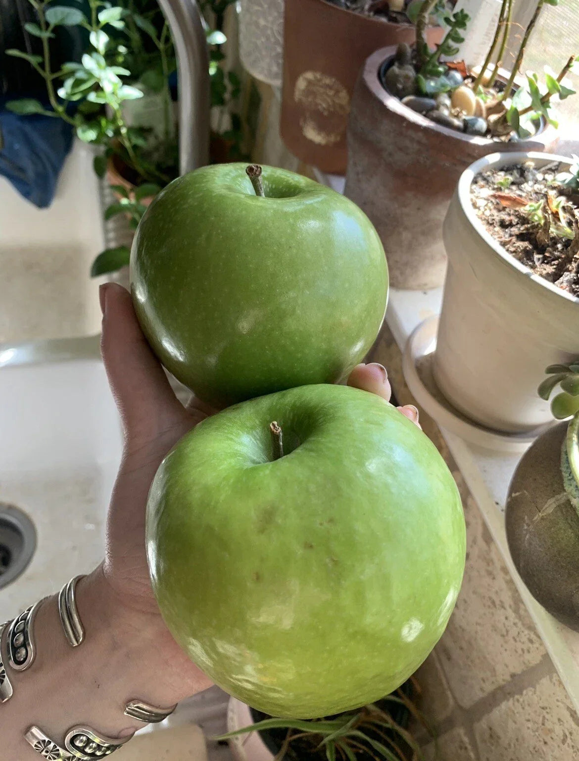 Granny Smith Apple Seeds - Organic Heirloom Fruit Tree - 5 Pack