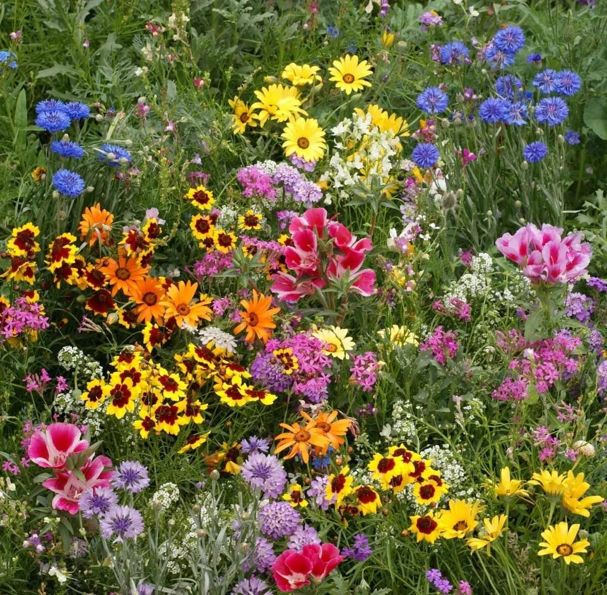 Late Bloomer Wildflower Mix Seeds for Autumn Bloom | 100% Natural Fall Flowers