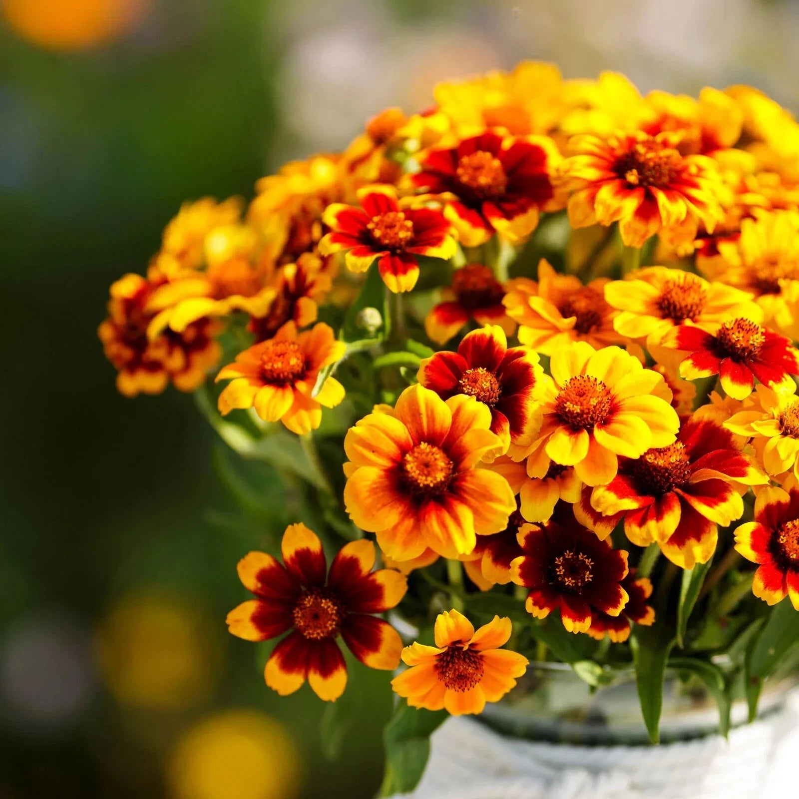Mexican Persian Carpet Zinnia Seeds - 100+ Colorful Garden Flowers - Zinnia elegans for Borders & Containers