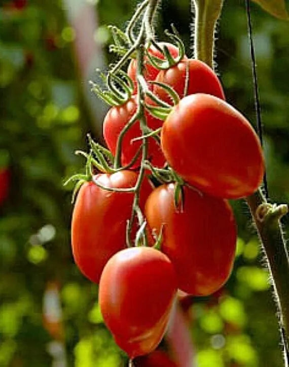 Organic Heirloom Rio Grande Tomato Seeds - Non-GMO, Solanum lycopersicum, 10+ Seeds for Home Gardens & Containers