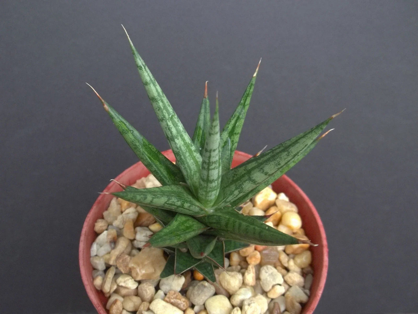 Sansevieria trifasciata 'Francisii' 4-Inch Pot | Rare Exotic Succulent for Outdoor Garden Collection