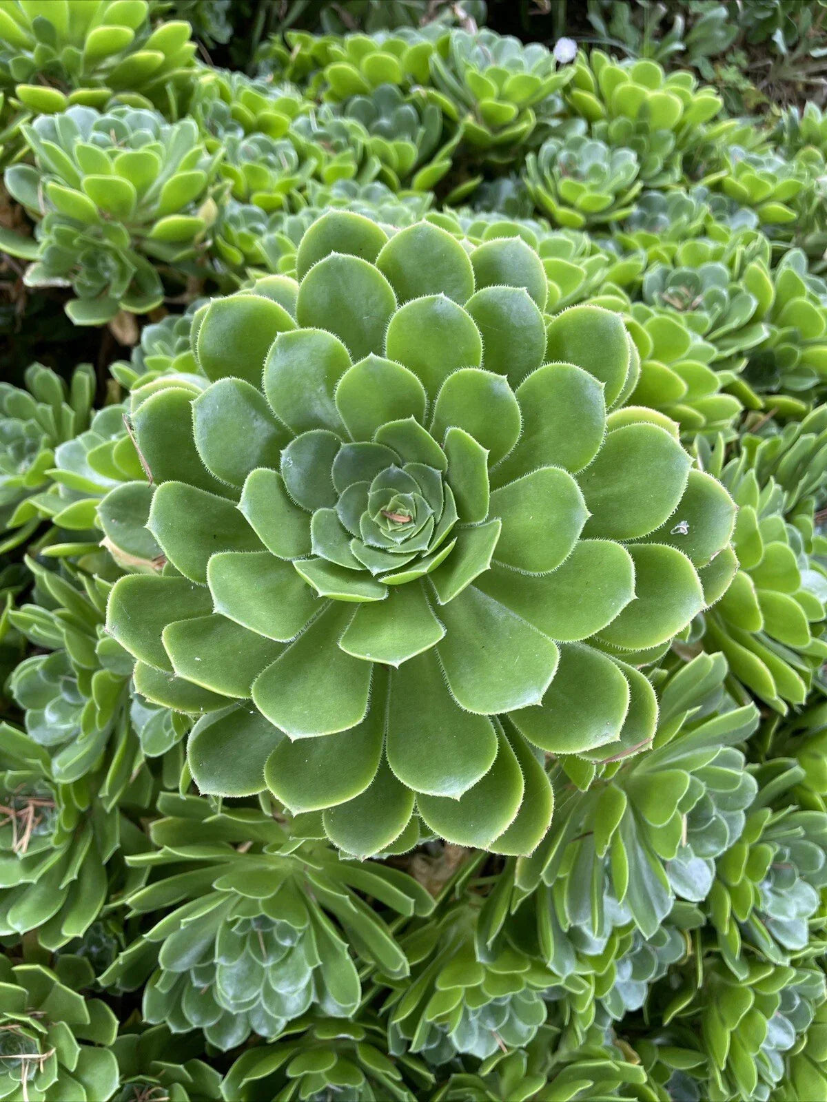 Rare Aeonium Arboreum Irish Rose 4 Succulent Cuttings for Indoor and Outdoor Gardening