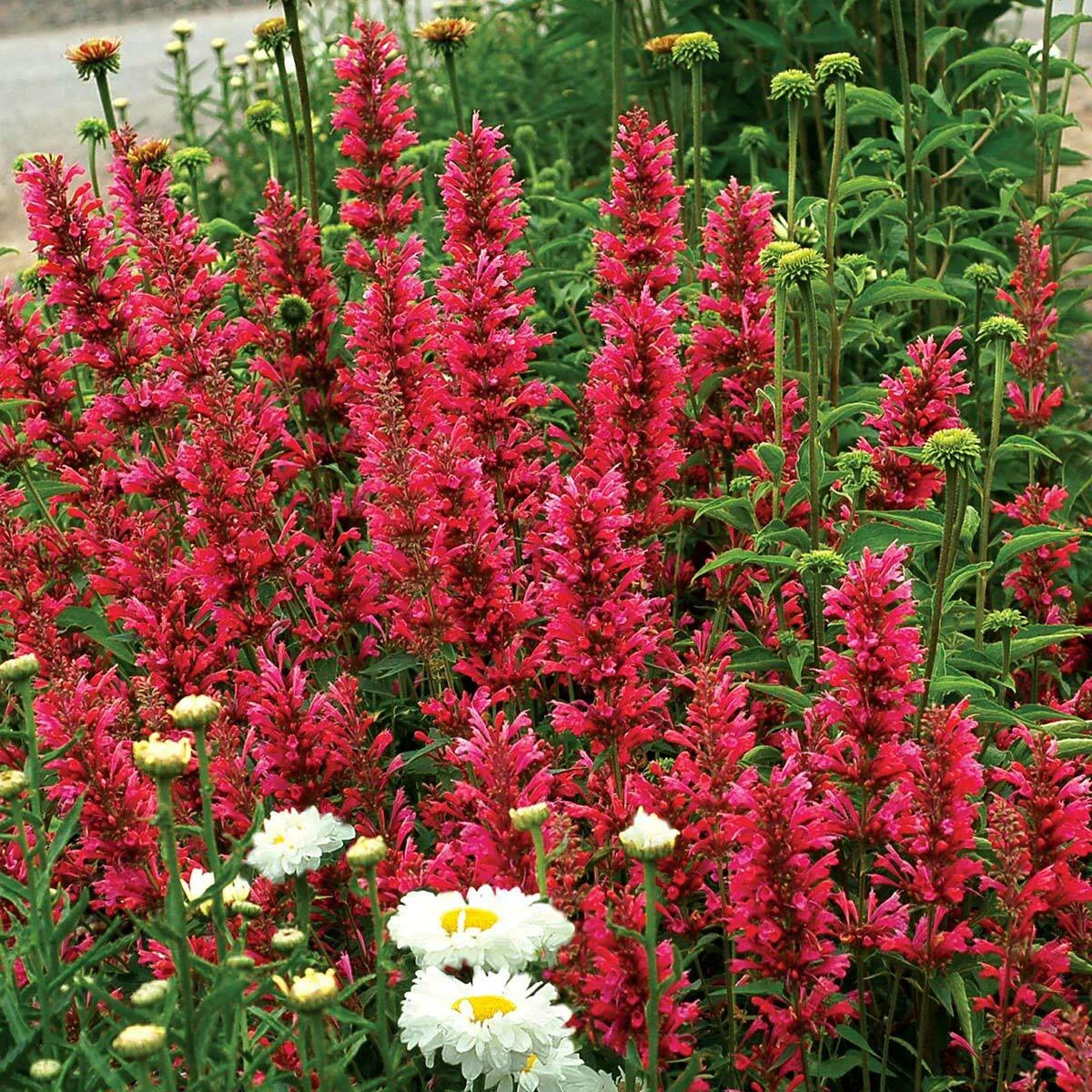 Raspberry Hyssop Seeds - 100 Perennial Agastache Seeds - US Seller