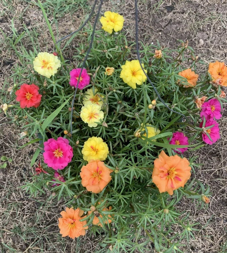 Organic Moss Rose Seeds Pack of 100 - Edible Portulaca Flowers, Vibrant Mix, Drought-Tolerant, Annual, Portulaca oleracea
