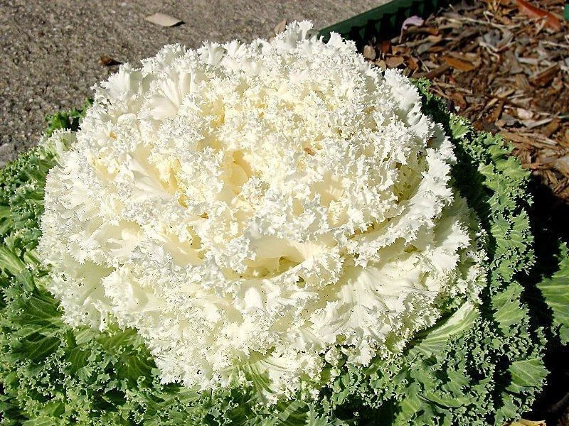 Ornamental Kale Seeds - Kamome White, 40 Seeds, Frilled White Leaves, Brassica oleracea var. acephala, Garden Borders & Containers