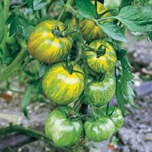 Green Zebra Tomato Seeds - Heirloom Solanum lycopersicum, Green Striped Variety, 25 Seeds for Organic Gardening