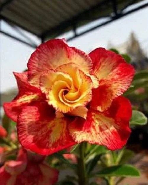 Orange Red Desert Rose Seeds - Adenium obesum Perennial Seeds for Garden & Container Growth, 4 Pack
