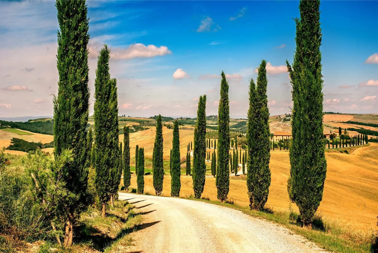 Italian Cypress Seeds - 100 Count - Evergreen Tree Seeds for Landscaping - Cupressus sempervirens