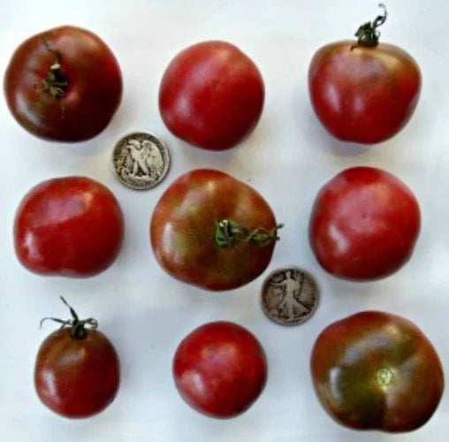 Brandywine Black Tomato Seeds - Heirloom Solanum lycopersicum - Dark Purple to Black Fruit, 25+ Fresh Seeds