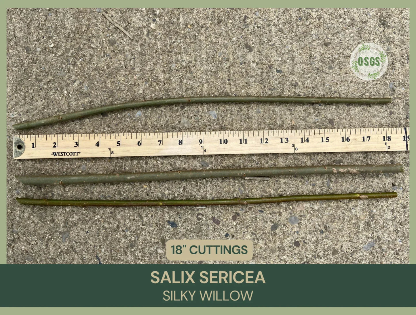Silky Willow Cuttings Lot of 5 | 18" Salix sericea Native Plant Propagation Cuttings