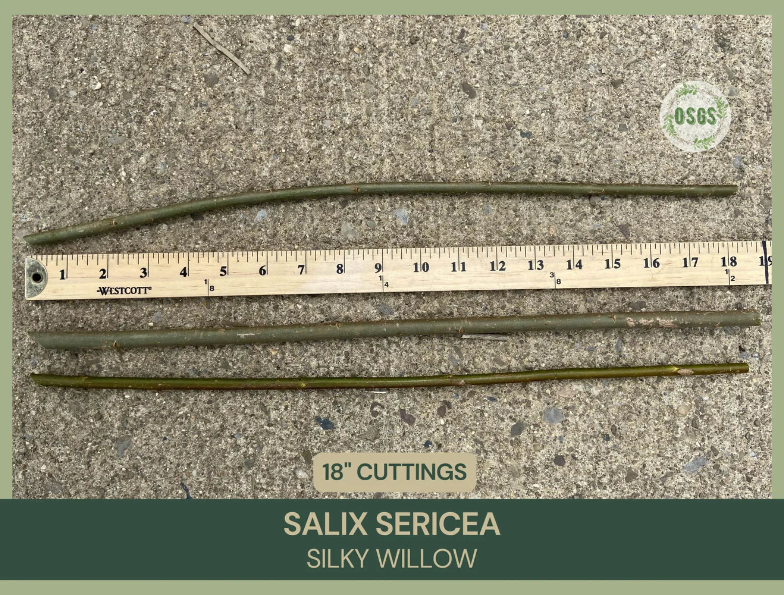 Silky Willow Cuttings Lot of 5 | 18" Salix sericea Native Plant Propagation Cuttings