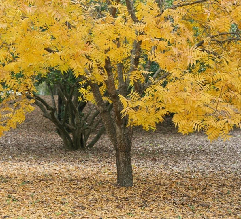 Thornless Honey Locust Trees - Bare Root 18-24 Inches Tall - Gleditsia triacanthos f. inermis Live Plants