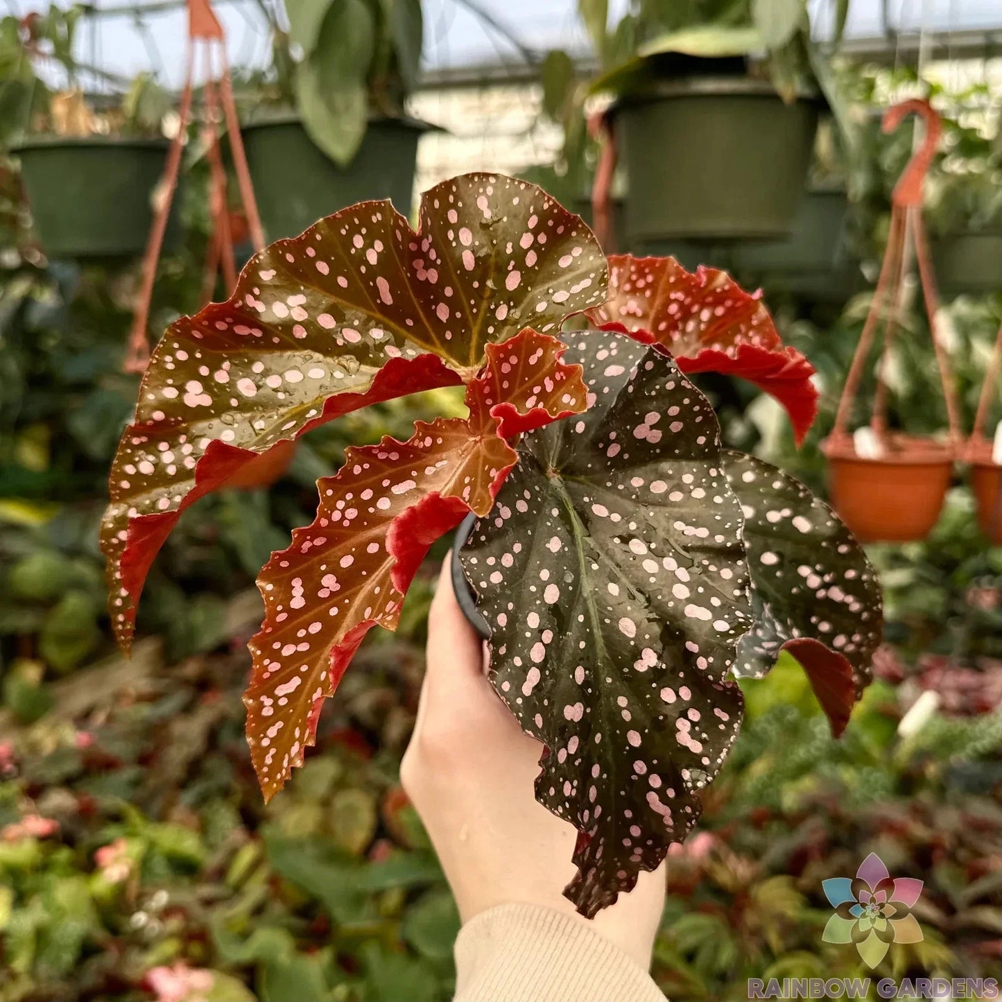 Cracklin Rosie Begonia Seeds - 25+ Pack for Garden Planting - Begonia x tuberhybrida - Vibrant Pink & Green Foliage