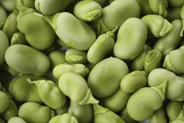 Heirloom Bean Mix Garden Seed Collection - 6 Organic Varieties for Home Gardening
