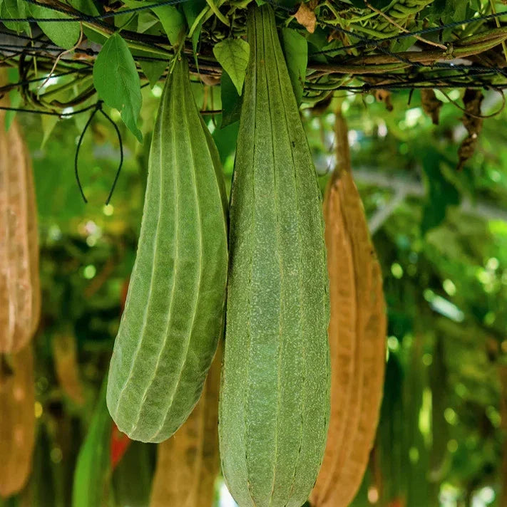 Buab Khom Angled Luffa Gourd Seeds – Ridged Gourd for 2025 Planting, Luffa acutangula, Climbing Vine, Organic Non-GMO Seeds