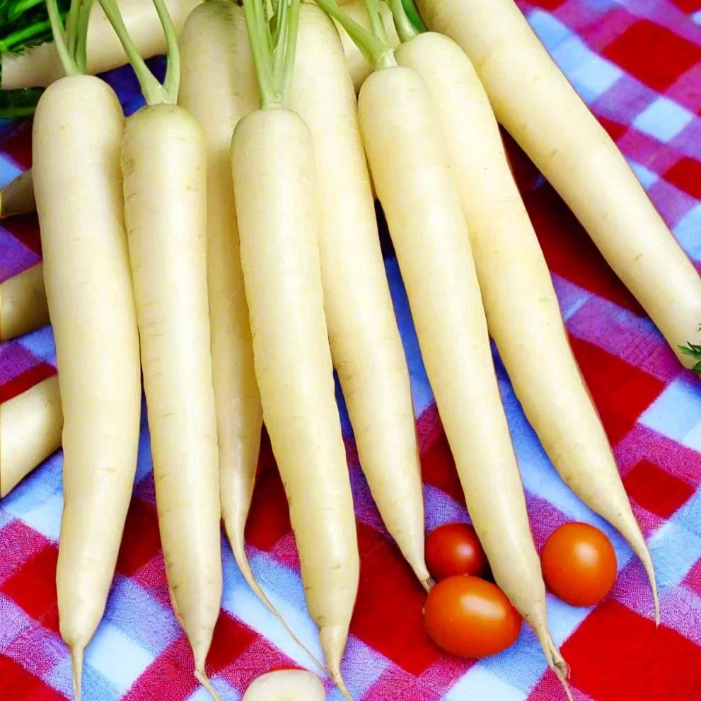 Lunar White Carrot Seeds - Pure Albino Gourmet, Ivory Moon Variety, Non-GMO Daucus carota for Home Gardening & Culinary Use