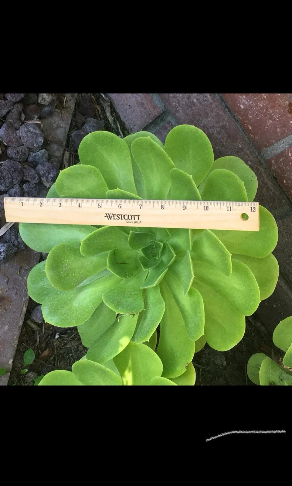Succulent Cutting 6-12" Aeonium arboreum Cactus Rose Plant, Rosette Succulent for Indoor & Outdoor Gardening