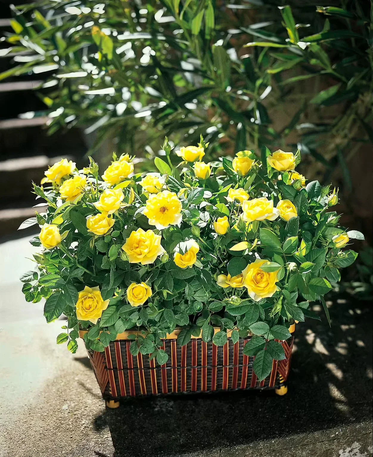 Sunny Knockout Rose Cuttings - 6 Everblooming Rosa 'Radrazz' Shrubs