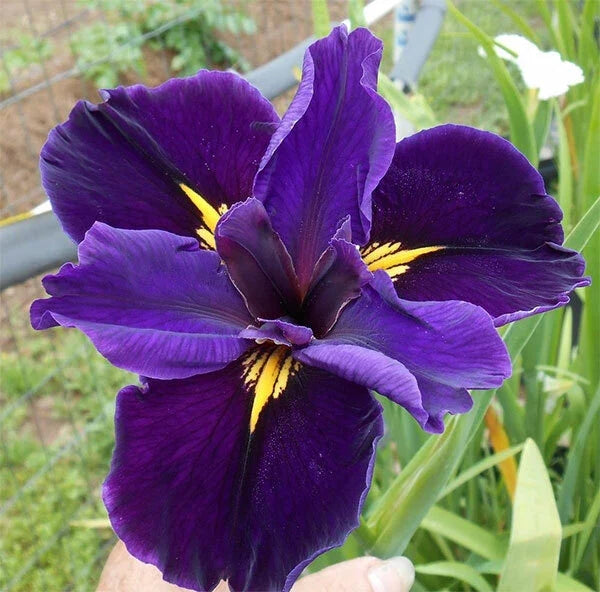 Cold Hardy Louisiana Full Eclipse Iris Rhizomes - Aquatic Pond Plant, Deep Blue & Purple Blooms, Iris fulva, Wetland Water Garden